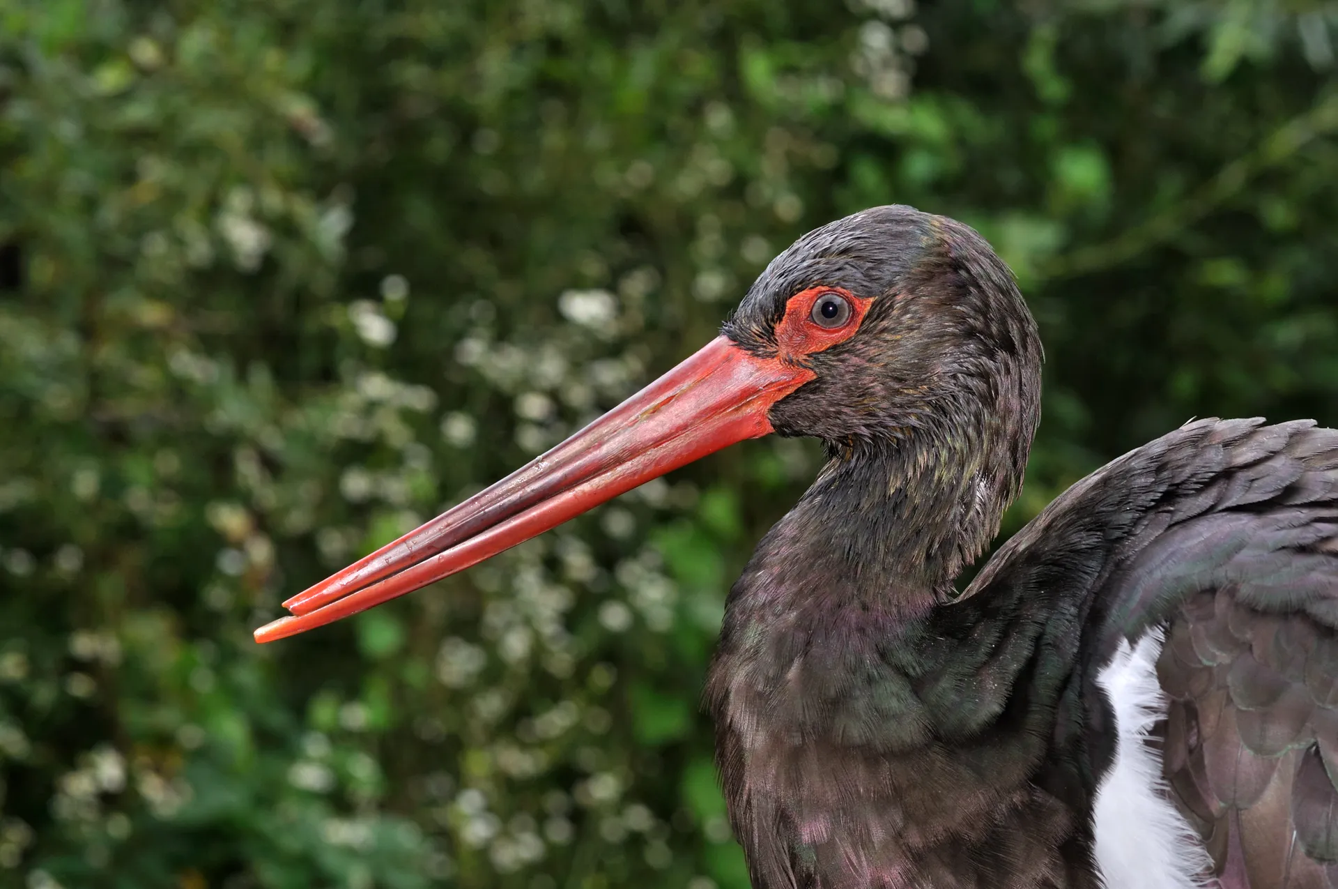 Karaleylek Kanyonu'na adını veren kara leylek (Ciconia nigra)